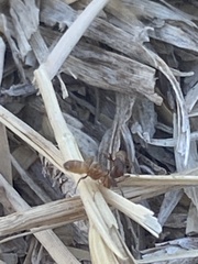 Forelius pruinosus