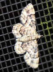 Gymnoscelis lophopus