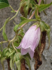 Campanula punctata punctata