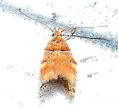 Theisoa constrictella