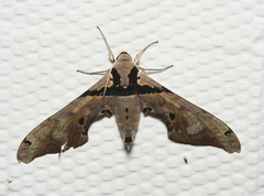 Adhemarius gannascus