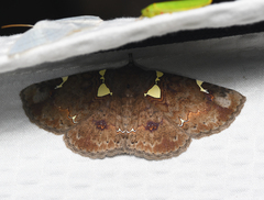 Antiblemma albipunctata