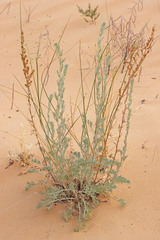 Artemisia campestris pacifica