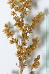 Artemisia campestris pacifica