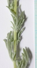 Artemisia campestris pacifica