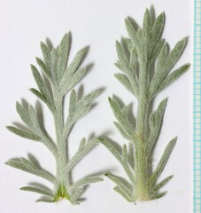 Artemisia campestris pacifica