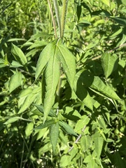 Rudbeckia triloba