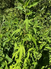 Rudbeckia triloba