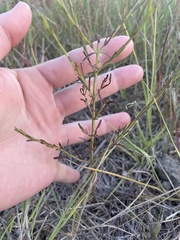 Dysodiopsis tagetoides