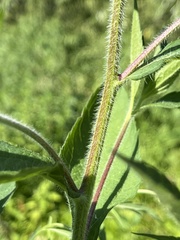 Rudbeckia triloba