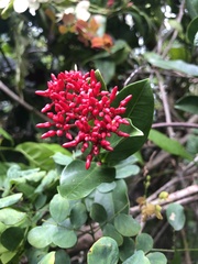 Pinochia corymbosa portoricensis