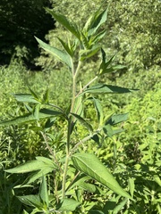 Rudbeckia triloba