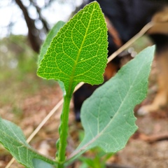 Verbesina tetraptera