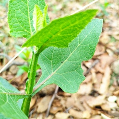 Verbesina tetraptera