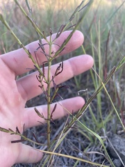 Dysodiopsis tagetoides