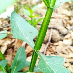 Verbesina tetraptera