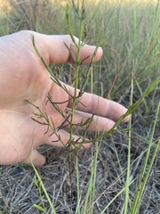 Dysodiopsis tagetoides