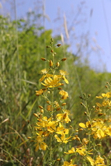 Hypericum elongatum