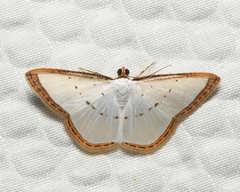 Leuciris fimbriaria