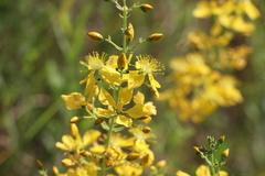 Hypericum elongatum
