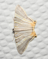 Phrygionis platinata