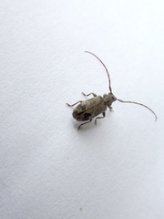Exocentrus fasciolatus