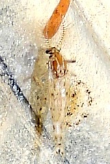 Chaoborus punctipennis
