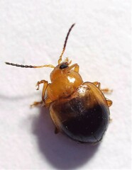 Nisotra bicolorata