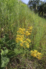 Hypericum elongatum