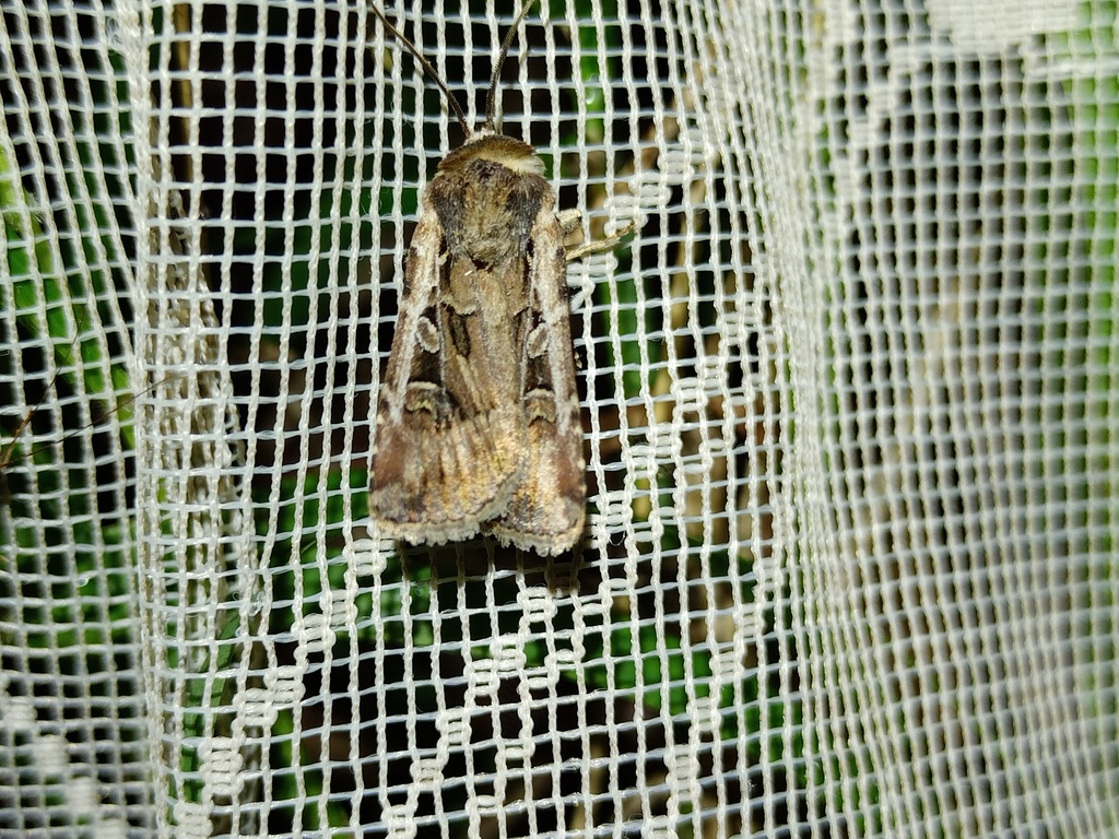 Euxoa nigrofusca