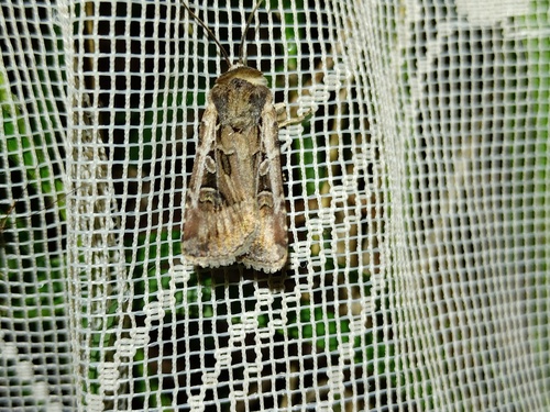Noctuelle du Froment (La)