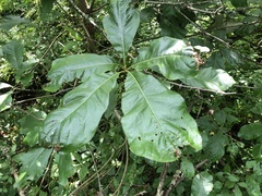 Quercus × leana