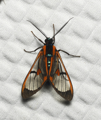 Cosmosoma centralis