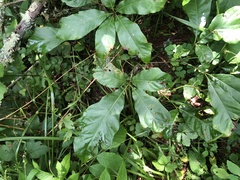 Quercus × leana