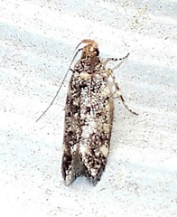 Chionodes emptor