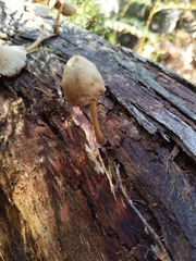 Mycena subgalericulata