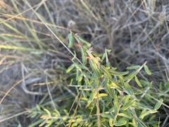 Castela erecta