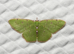 Lissochlora manostigma