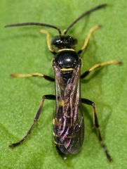 Gorytes atricornis