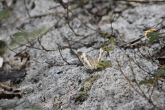 Cyrestis cocles cocles