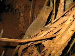 Enyalioides