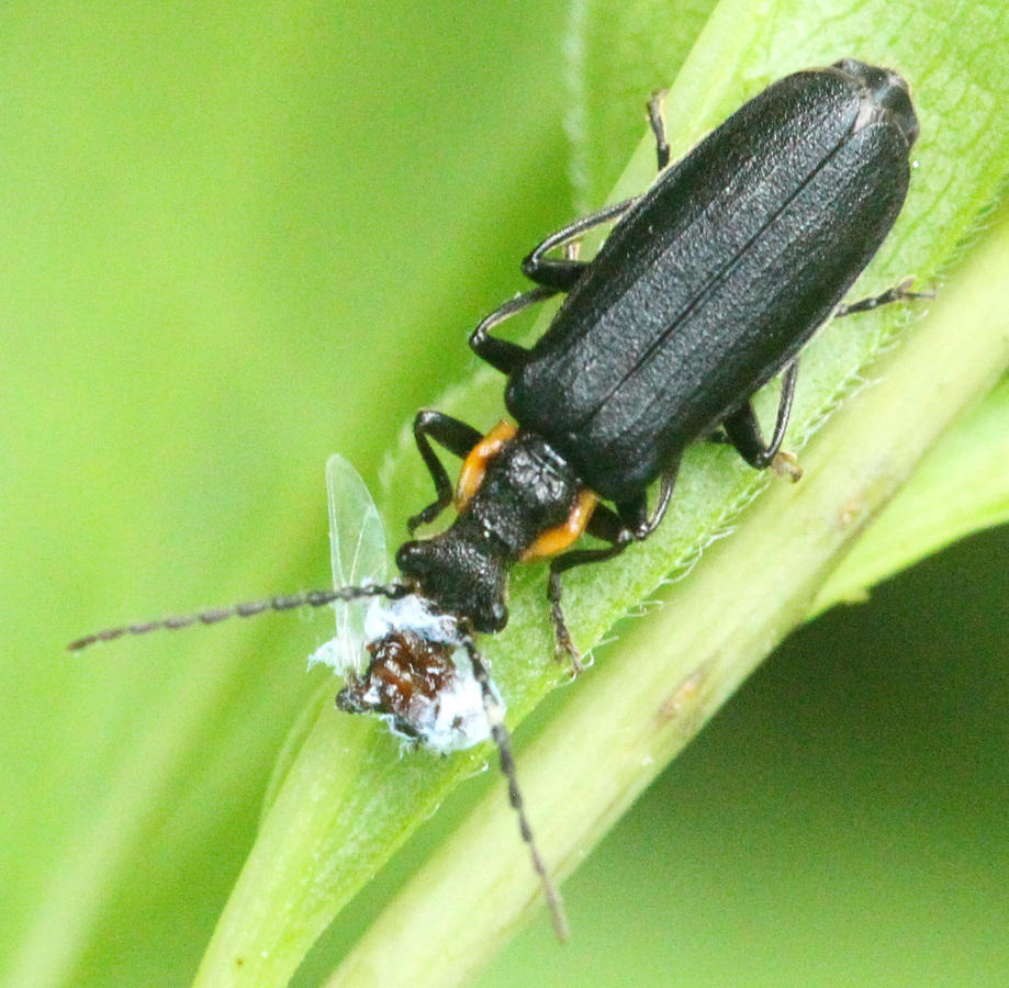 Wrinkled Soldier Beetle from Benson Park, Hudson, NH 03051, USA on July