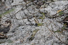 Cyrestis cocles cocles