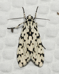 Eucereon tigrata