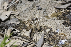 Cyrestis cocles cocles