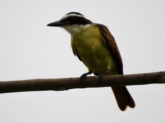 Pitangus sulphuratus