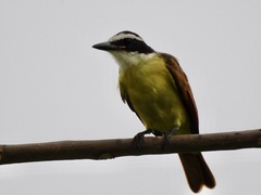 Pitangus sulphuratus