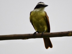 Pitangus sulphuratus