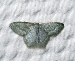 Chloropteryx opalaria