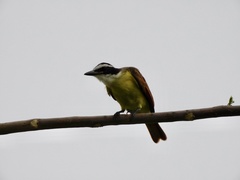 Pitangus sulphuratus